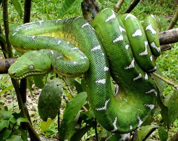 Amazon rainforest Boa Constrictor snake
